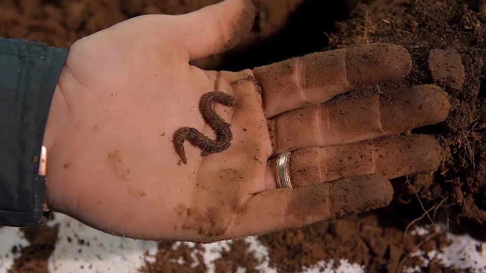 Minhoca na palma da mão suja de terra ao lado de solo escuro