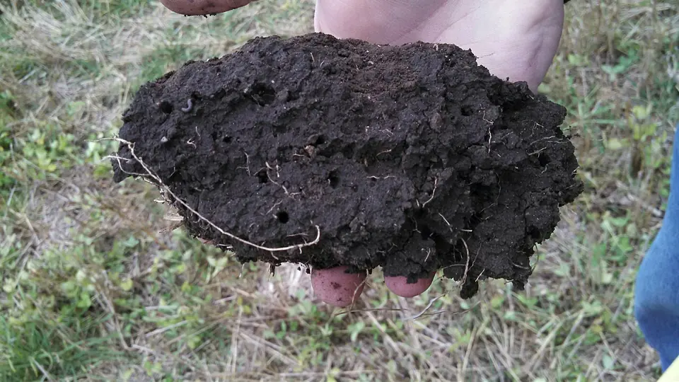 Torrão de solo escuro com raízes seguro na mão sobre a lavoura
