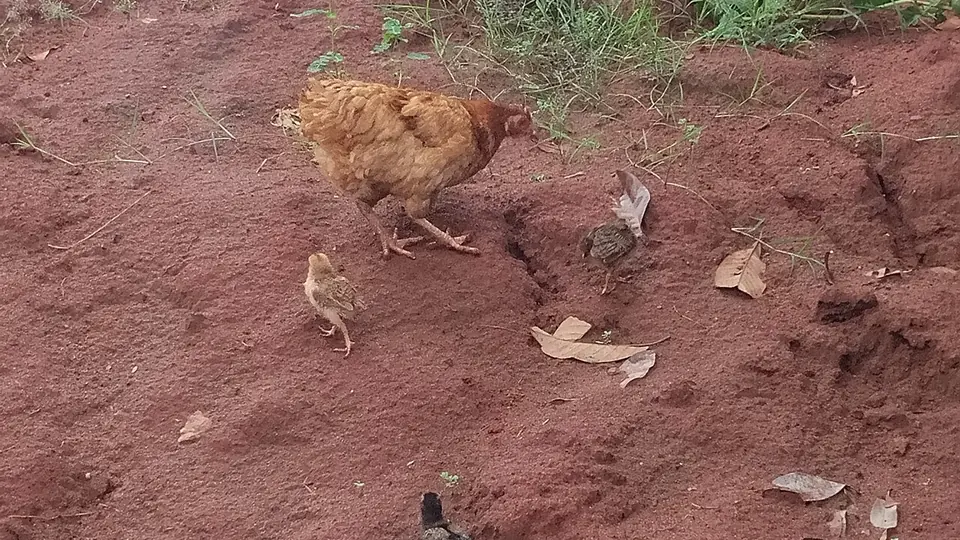 Galinha com pintinhos num barranco de solo vermelho argiloso coberto de folhas secas