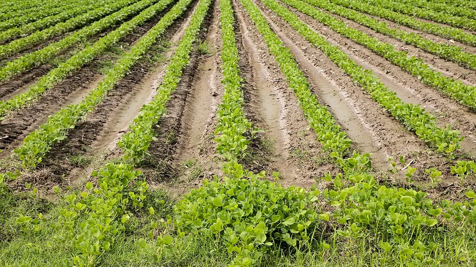 Fileiras de soja jovem em linhas paralelas sobre solo recem cultivado
