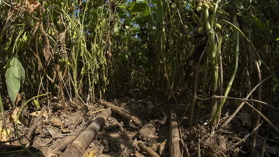 Restos de palha de milho cobrindo o solo entre as plantas da lavoura