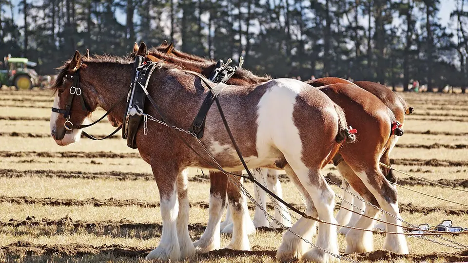 Parelha de cavalos de tração atrelada em campo lavrado sob luz do dia