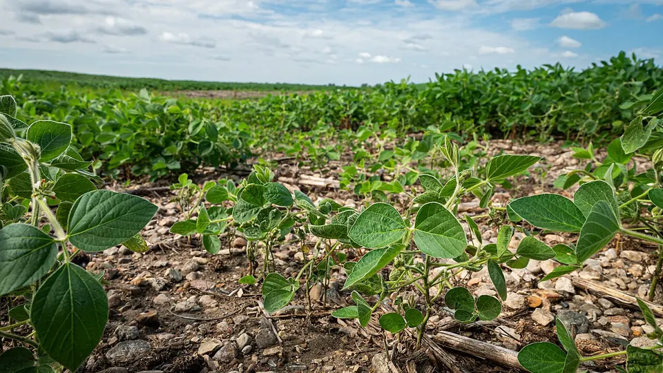 Plantas de soja pequenas e falhadas em mancha da lavoura, com soja sadia ao fundo