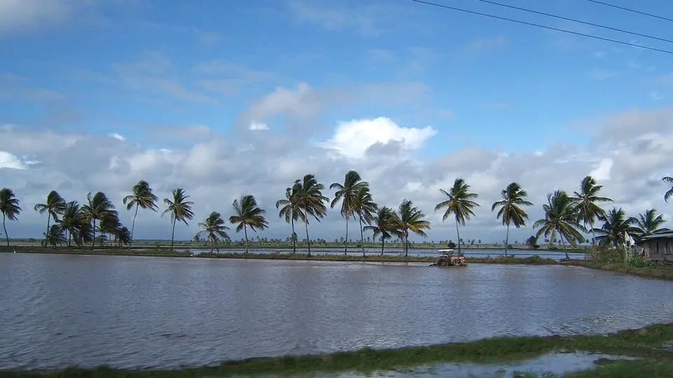Lavoura de arroz irrigado alagada com coqueiros ao fundo em dia de céu azul