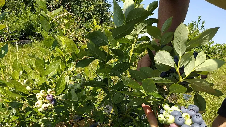 Arbusto de mirtilo carregado de frutos em plantacao