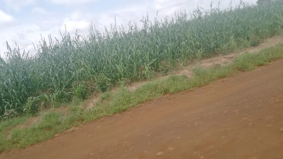 Estrada de terra entre talhão de milho verde e pasto em dia claro