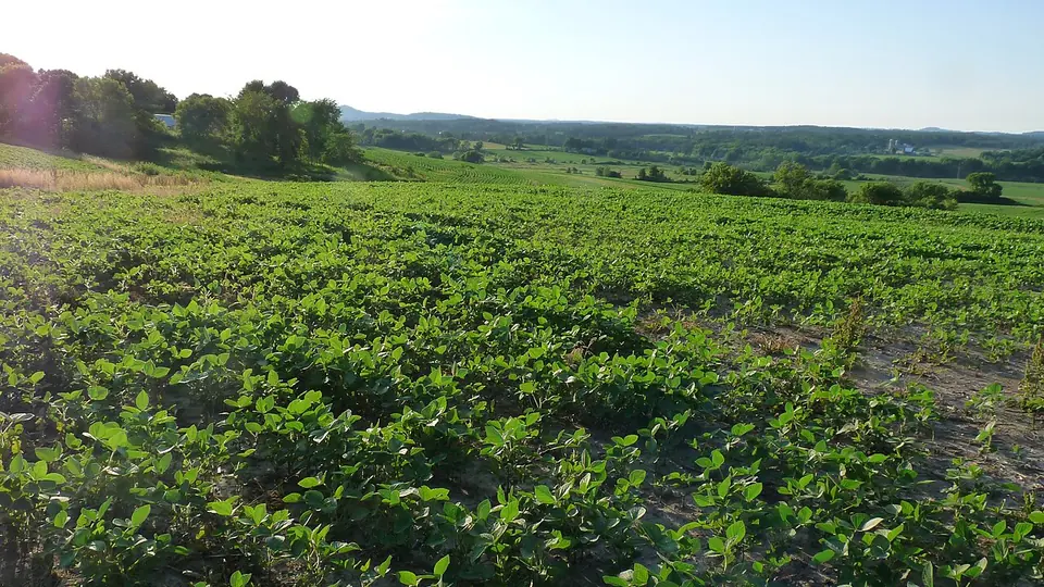Lavoura de soja verde cobrindo área ondulada com mata ao fundo