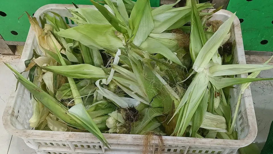Folhas e palhas de milho verdes amontoadas dentro de uma caixa plástica