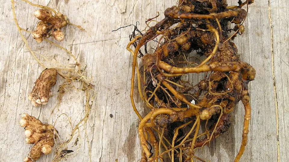 Raízes arrancadas com nódulos marrons sobre uma tábua de madeira