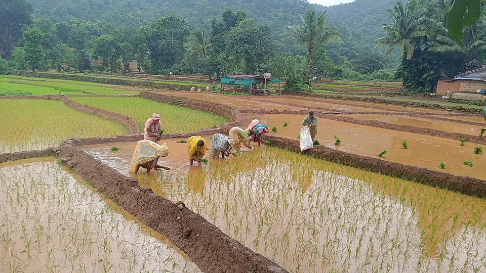 Lavoura de arroz alagada com mudas transplantadas e trabalhadores ao fundo