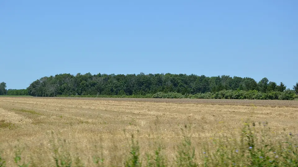 Campo coberto de palhada dourada após a colheita, com mata ao fundo