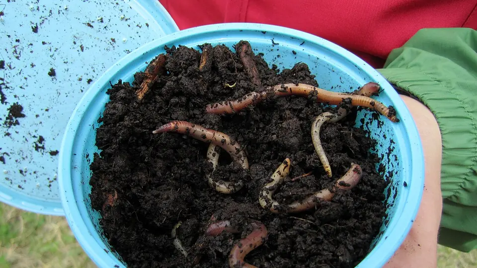 Minhocas grandes em meio a terra escura dentro de um pote plástico azul