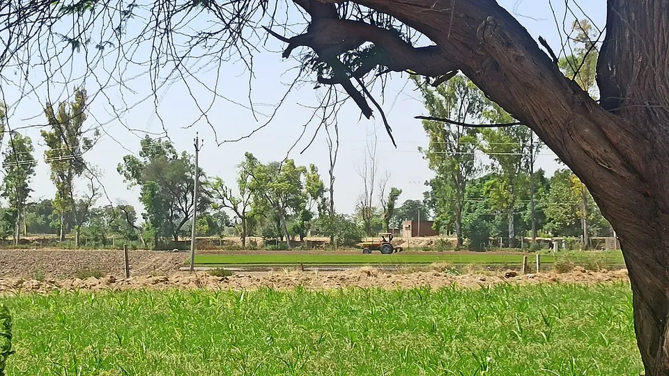 Lavoura verde com fileiras de árvores e um trator trabalhando ao fundo