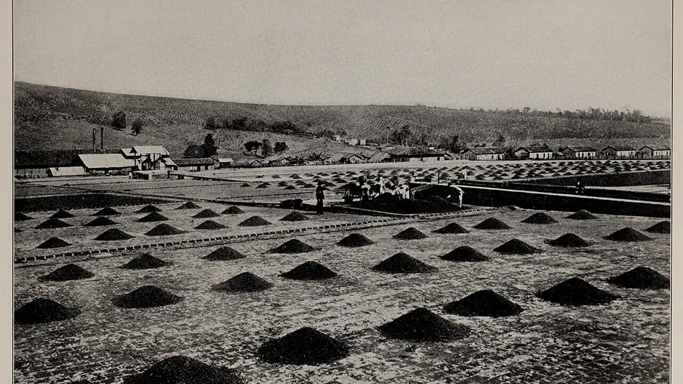 Terreiro de fazenda de café com montes de grãos espalhados para secar