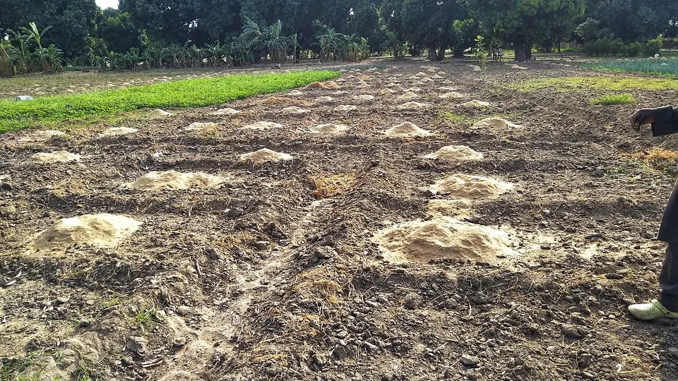Covas de adubo claro distribuídas sobre solo preparado antes do plantio