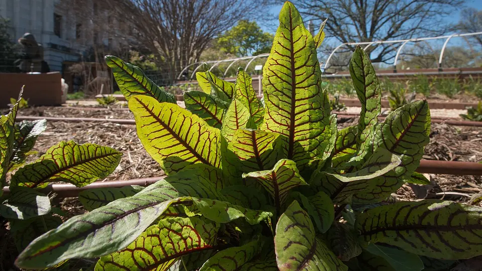 Canteiro de hortaliças de folhas largas e verdes cultivadas em solo preparado