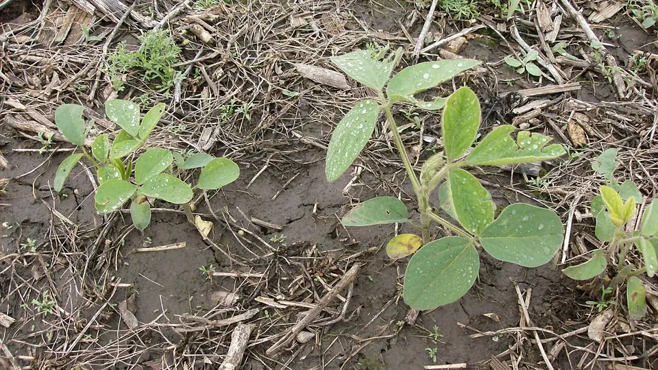 Plantas jovens de soja emergindo sobre palhada em plantio direto