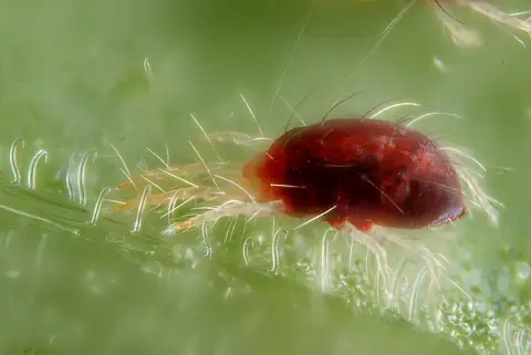 Ácaro-rajado Tetranychus urticae, forma vermelha, com fios de teia em folha de feijão