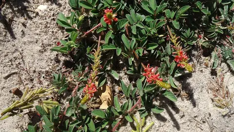 Ramos de Indigofera hirsuta com flores avermelhadas e espigas pilosas em solo arenoso