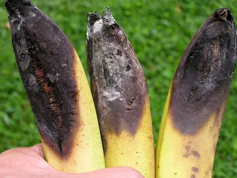Bananas com as pontas escurecidas e necrosadas pela antracnose, uma delas com mofo esbranquiçado