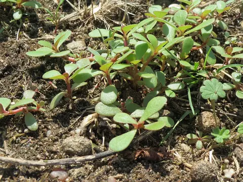 Plantas de Portulaca oleracea de caule avermelhado e folhas carnosas sobre o solo