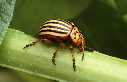 Besouro-do-colorado Leptinotarsa decemlineata adulto sobre haste de batateira