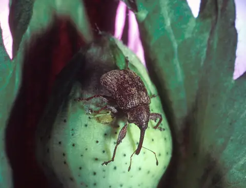 Bicudo-do-algodoeiro Anthonomus grandis adulto sobre maçã do algodoeiro