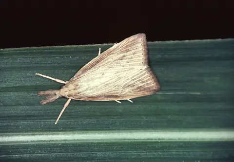 Mariposa adulta da broca-da-cana Diatraea saccharalis sobre folha de cana