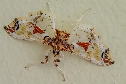 Mariposa adulta de Neoleucinodes elegantalis pousada em parede
