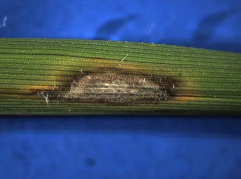 Lesão de brusone em forma de losango na folha de arroz