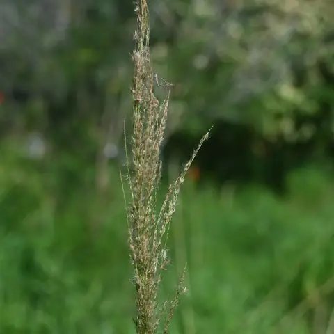 Panícula sedosa de capim-amargoso (Digitaria insularis) em campo