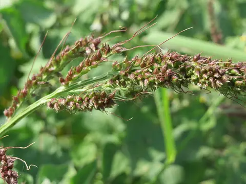 Panícula de Echinochloa crus-galli com espiguetas aristadas arroxeadas