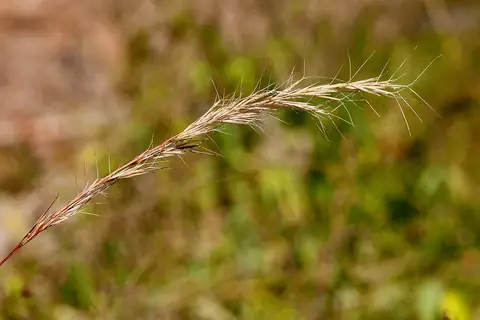 Panícula aristada de Aristida adscensionis no campo