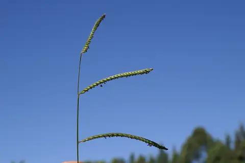 Inflorescência de Urochloa decumbens com racemos contra o céu azul