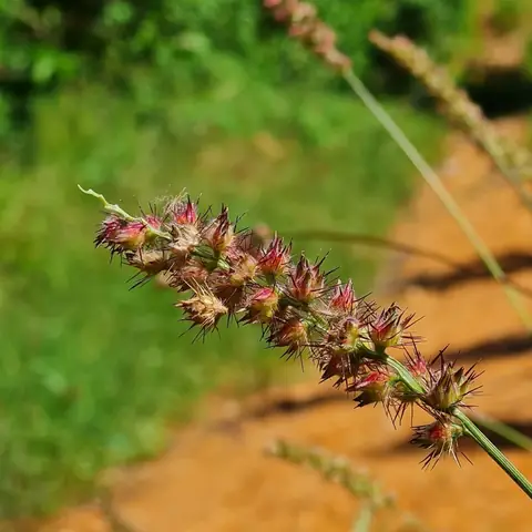 Espiga de Cenchrus echinatus com carrapichos espinhosos avermelhados
