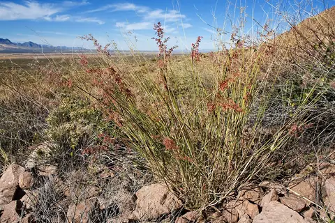 Touceira de Melinis repens com panículas rosadas em terreno seco