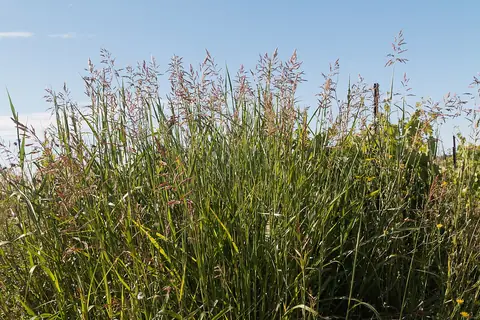 Touceira de Sorghum halepense com panículas arroxeadas contra o céu