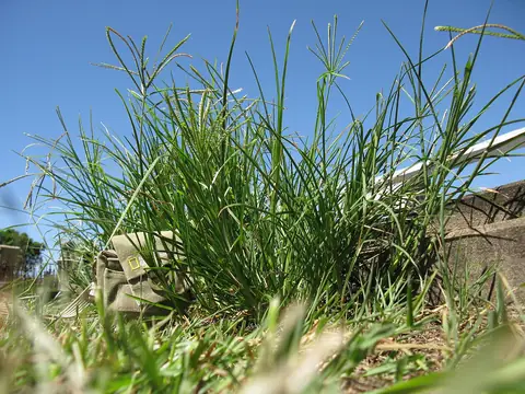 Touceira de Eleusine indica com inflorescências digitadas contra o céu azul