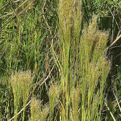 Touceira de capim-rabo-de-burro com inflorescências plumosas