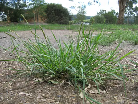 Touceira de Setaria parviflora com inflorescências cilíndricas em solo de cascalho
