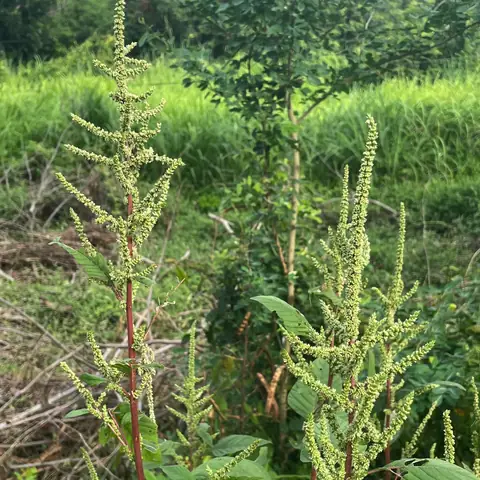 Caruru com inflorescências verdes ramificadas e caules avermelhados