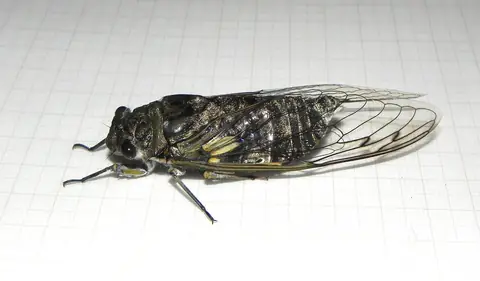 Adulto da cigarra Quesada gigas em vista lateral sobre fundo claro