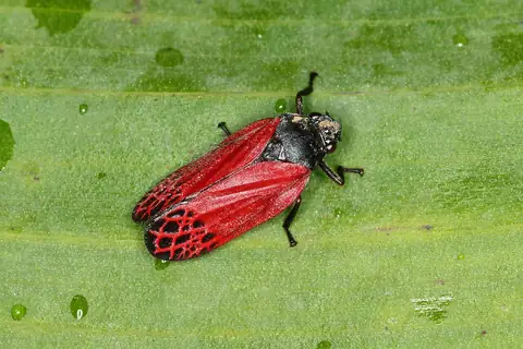 Cigarrinha Mahanarva rubripennis, de asas vermelhas e corpo preto, sobre folha