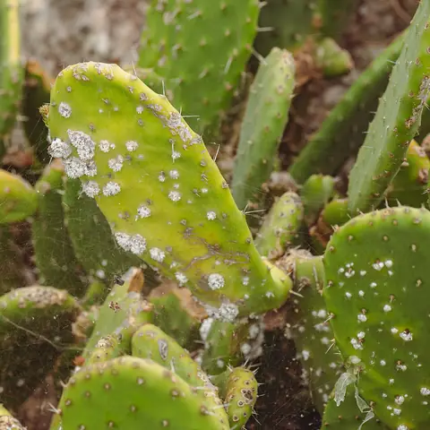 Colônias brancas da cochonilha-do-carmim Dactylopius opuntiae em raquete de palma