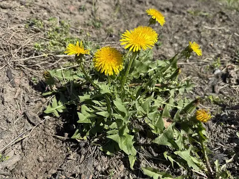 Dente-de-leão em roseta com folhas recortadas e flores amarelas no solo