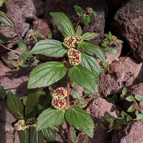 Erva-de-santa-luzia com folhas opostas e glomérulos de flores entre pedras