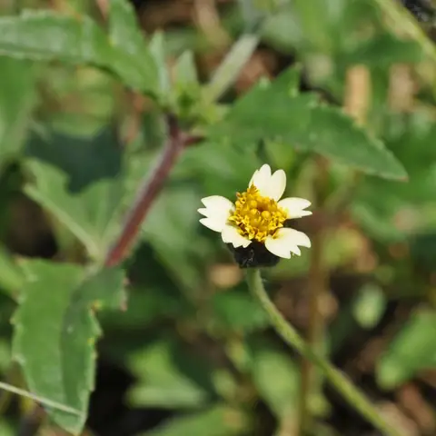 Capítulo de Tridax procumbens com lígulas brancas e centro amarelo entre folhas