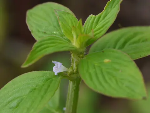 Ramo de Spermacoce latifolia com folhas largas e flor lilás na axila