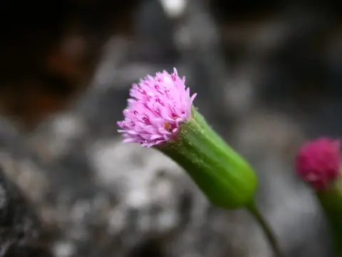 Capítulo de Emilia sonchifolia com flores tubulares róseo-lilases