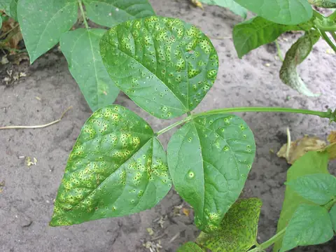 Folhas de feijoeiro com pústulas de ferrugem cercadas por halo amarelado